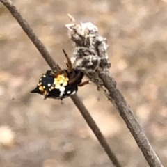 Austracantha minax (Christmas Spider, Jewel Spider) at Molonglo Valley, ACT - 17 Jan 2020 by Jubeyjubes