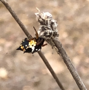 Austracantha minax at Molonglo Valley, ACT - 18 Jan 2020