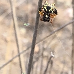 Austracantha minax at Molonglo Valley, ACT - 18 Jan 2020