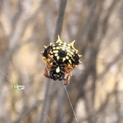 Austracantha minax at Molonglo Valley, ACT - 18 Jan 2020