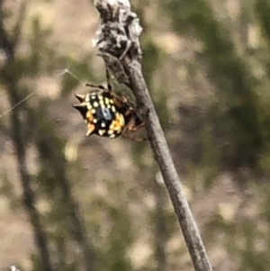 Austracantha minax at Molonglo Valley, ACT - 18 Jan 2020 10:36 AM