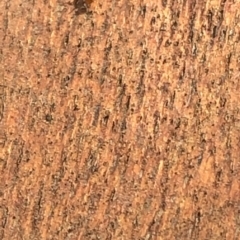Unverified Ant (Hymenoptera, Formicidae) at Aranda, ACT - 19 Jan 2020 by Jubeyjubes