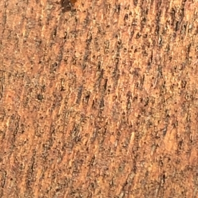 Unverified Ant (Hymenoptera, Formicidae) at Aranda, ACT - 19 Jan 2020 by Jubeyjubes