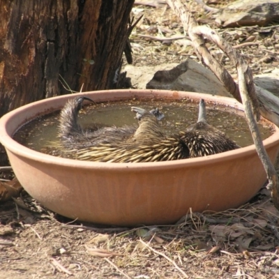 Tachyglossus aculeatus (Short-beaked Echidna) at Gang Gang at Yass River - 19 Jan 2020 by SueMcIntyre