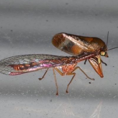 Campion rubellus (Red Mantidfly) at Lilli Pilli, NSW - 17 Jan 2020 by jbromilow50