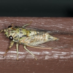 Yoyetta celis (Silver Princess Cicada) at Lilli Pilli, NSW - 17 Jan 2020 by jb2602