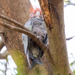 Callocephalon fimbriatum (Gang-gang Cockatoo) at Acton, ACT - 19 Jan 2020 by KarinNeufeld