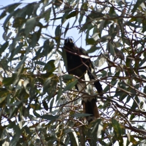 Strepera graculina at Weston, ACT - 18 Jan 2020