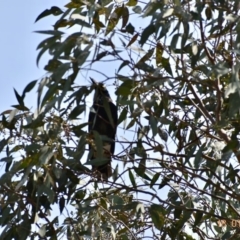 Strepera graculina at Weston, ACT - 18 Jan 2020