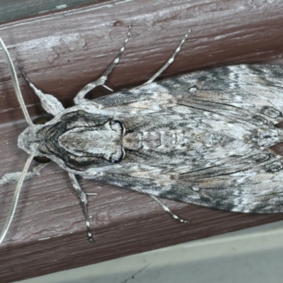 Agrius convolvuli (Convolvulus Hawk Moth) at Lilli Pilli, NSW - 16 Jan 2020 by jbromilow50