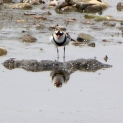 Charadrius melanops (Black-fronted Dotterel) at Fyshwick, ACT - 18 Jan 2020 by RodDeb