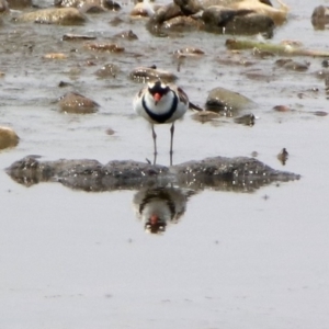 Charadrius melanops at Fyshwick, ACT - 18 Jan 2020