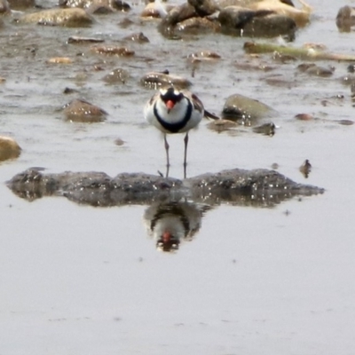 Charadrius melanops (Black-fronted Dotterel) at Jerrabomberra Wetlands - 18 Jan 2020 by RodDeb