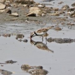 Charadrius melanops at Fyshwick, ACT - 18 Jan 2020