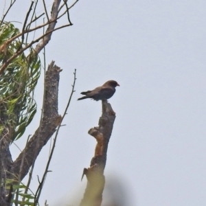 Eurystomus orientalis at Fyshwick, ACT - 18 Jan 2020