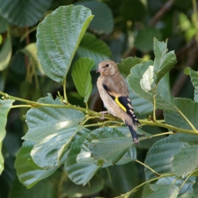 Carduelis carduelis (European Goldfinch) at Fyshwick, ACT - 18 Jan 2020 by RodDeb