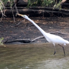 Ardea alba at Fyshwick, ACT - 18 Jan 2020