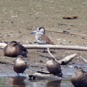 Malacorhynchus membranaceus at Fyshwick, ACT - 18 Jan 2020