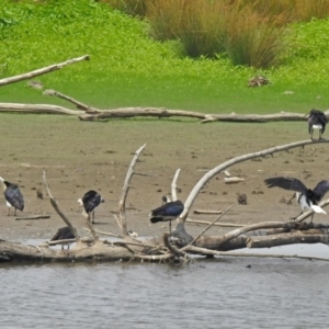 Threskiornis spinicollis at Fyshwick, ACT - 18 Jan 2020