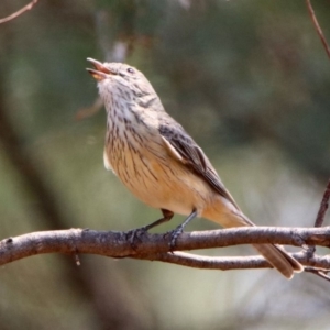 Pachycephala rufiventris at Fyshwick, ACT - 18 Jan 2020