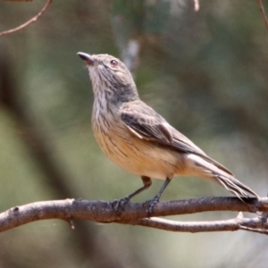 Pachycephala rufiventris at Fyshwick, ACT - 18 Jan 2020