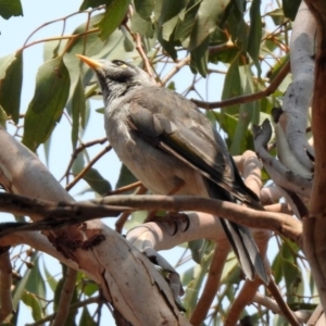 Manorina melanocephala at Fyshwick, ACT - 18 Jan 2020 12:19 PM