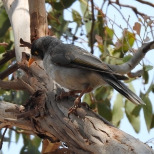 Manorina melanocephala at Fyshwick, ACT - 18 Jan 2020 12:19 PM