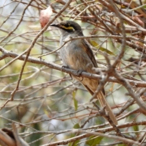 Caligavis chrysops at Kingston, ACT - 18 Jan 2020