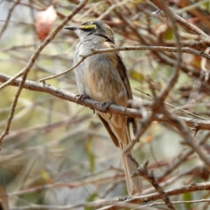 Caligavis chrysops at Kingston, ACT - 18 Jan 2020