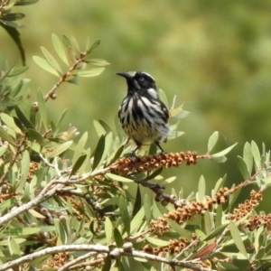 Phylidonyris novaehollandiae at Fyshwick, ACT - 18 Jan 2020 12:37 PM