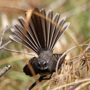 Rhipidura albiscapa at Fyshwick, ACT - 18 Jan 2020 12:19 PM