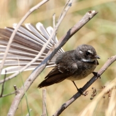 Rhipidura albiscapa at Fyshwick, ACT - 18 Jan 2020 12:19 PM