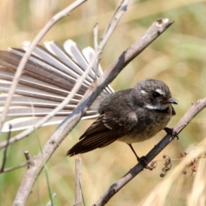 Rhipidura albiscapa at Fyshwick, ACT - 18 Jan 2020