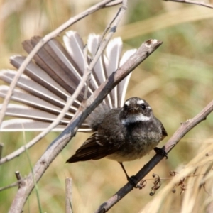 Rhipidura albiscapa at Fyshwick, ACT - 18 Jan 2020