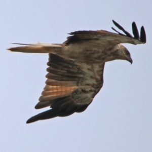 Haliastur sphenurus at Fyshwick, ACT - 18 Jan 2020