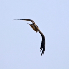 Haliastur sphenurus at Fyshwick, ACT - 18 Jan 2020