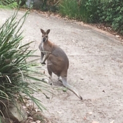 Notamacropus rufogriseus (Red-necked Wallaby) at Lilli Pilli, NSW - 8 Jan 2020 by nickhopkins