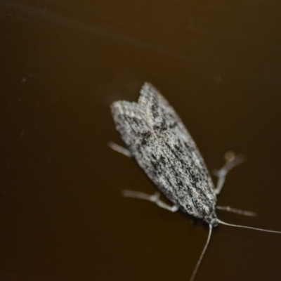 Anomozancla scopariella (A Concealer moth) at Wamboin, NSW - 26 Dec 2019 by natureguy