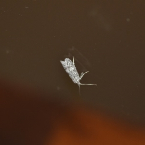 Anomozancla scopariella at Wamboin, NSW - 27 Dec 2019 02:40 AM