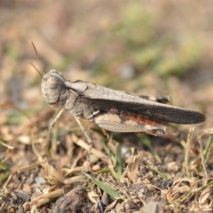 Austroicetes sp. (genus) at Wamboin, NSW - 27 Dec 2019