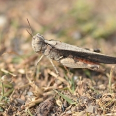 Austroicetes sp. (genus) at Wamboin, NSW - 27 Dec 2019