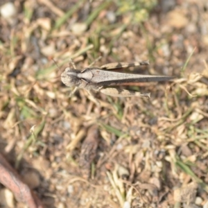 Austroicetes sp. (genus) at Wamboin, NSW - 27 Dec 2019