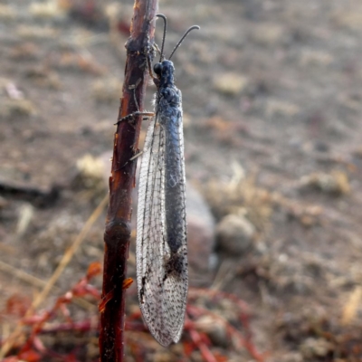 Glenoleon meteoricus (Patch-wing Glenoleon) at Jerrabomberra, NSW - 19 Jan 2020 by Wandiyali