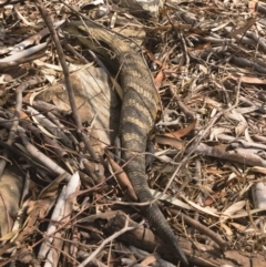 Tiliqua scincoides scincoides (Eastern Blue-tongue) at Michelago, NSW - 21 Dec 2019 by Illilanga