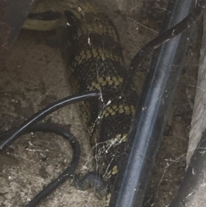 Tiliqua scincoides scincoides at Michelago, NSW - 25 Dec 2019