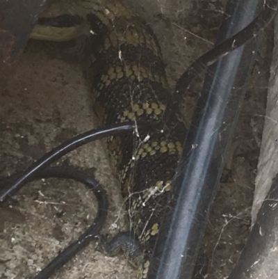 Tiliqua scincoides scincoides (Eastern Blue-tongue) at Michelago, NSW - 25 Dec 2019 by Illilanga