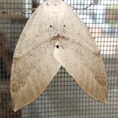 Gastrophora henricaria (Fallen-bark Looper, Beautiful Leaf Moth) at Greenleigh, NSW - 20 Jan 2020 by LyndalT