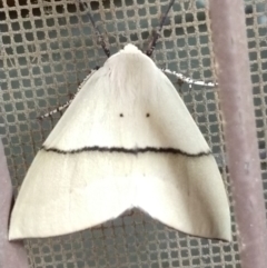 Gastrophora henricaria (Fallen-bark Looper, Beautiful Leaf Moth) at Greenleigh, NSW - 20 Jan 2020 by LyndalT