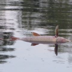 Cyprinus carpio at Giralang, ACT - 19 Jan 2020 07:32 PM