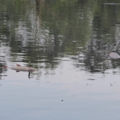 Cyprinus carpio at Giralang, ACT - 19 Jan 2020 07:32 PM